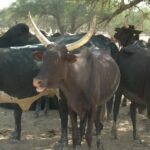photo_zebus_niger_1082